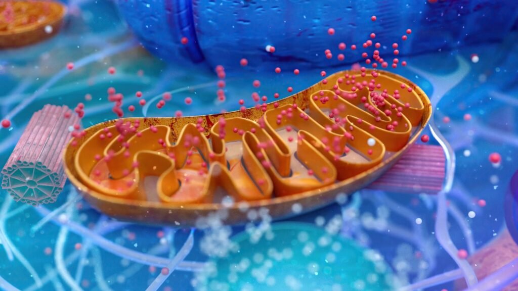 mitochondria
